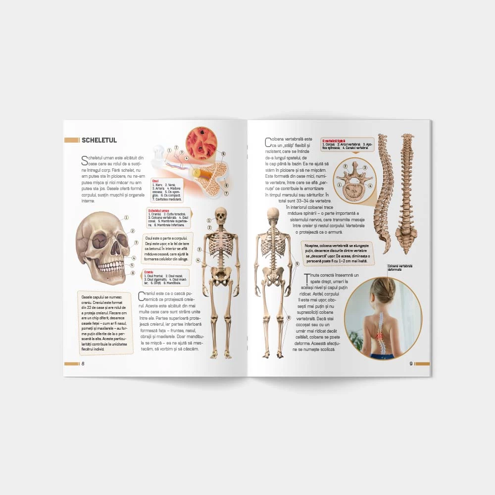 Enciclopedie. Corpul uman